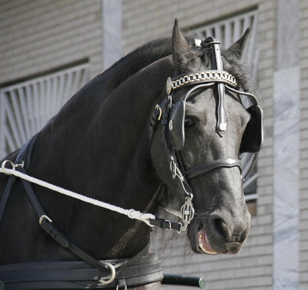 Faites connaissance avec l'équipe de France d'équitation